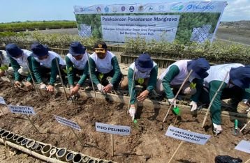 Tanam 6.300 Bibit Mangrove Pelindo Diharapkan Bantu Daerah Lain di Bali