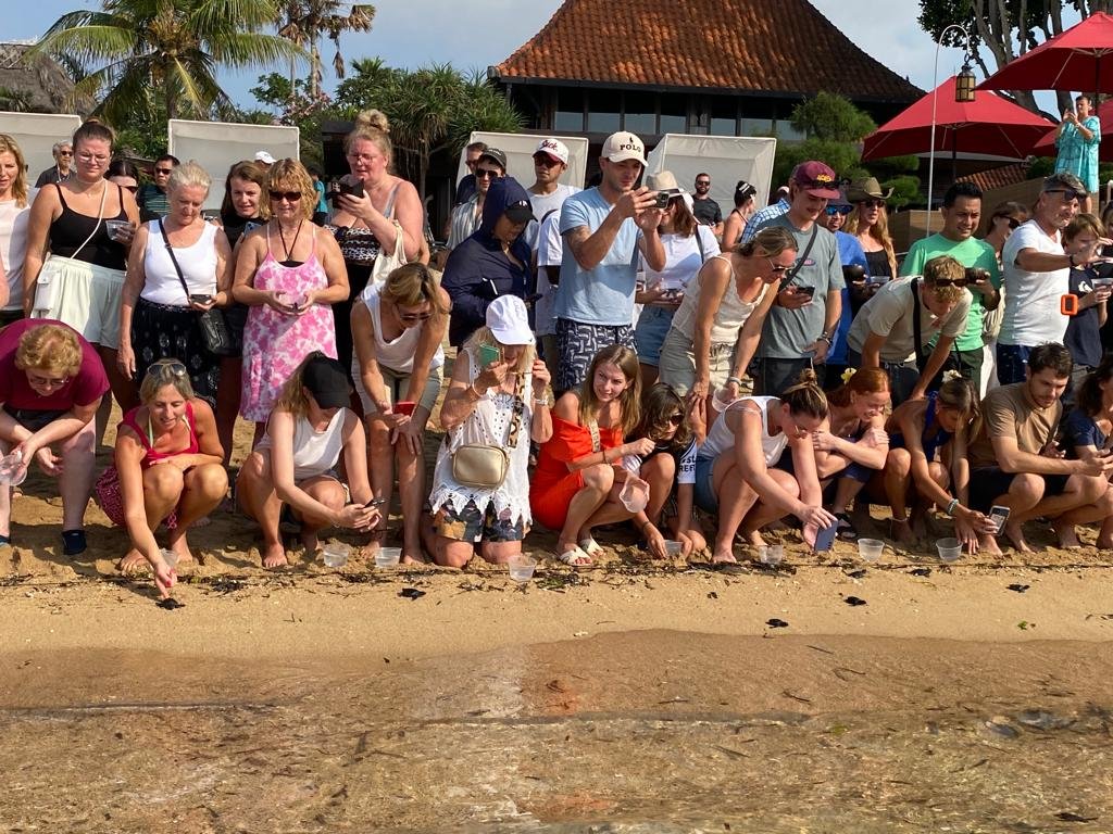 Puluhan Wisman Lepas Tukik di Pantai Area Puri Santrian Resort