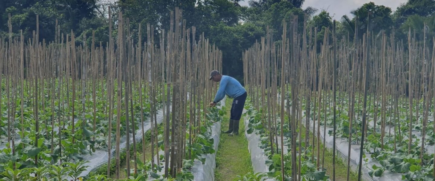 Tarik Wisatawan, Desa Wisata Pinge Andalkan Panorama Alamnya