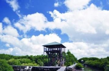 Pemerintah Tidak Mampu Melakukan Pengelolaan Hutan Mangrove