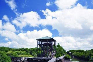 Pemerintah Tidak Mampu Melakukan Pengelolaan Hutan Mangrove