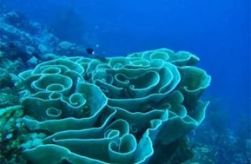 Konservasi Perairan Bisa Dikembangkan Untuk Pariwisata Bahari