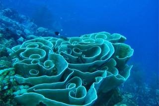 Konservasi Perairan Bisa Dikembangkan Untuk Pariwisata Bahari