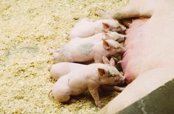 Lebih Untung Bisnis Pembibitan Babi Kini Mulai Dilirik