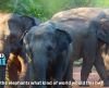 Gajah Makan Prasmanan di World Elephant Day