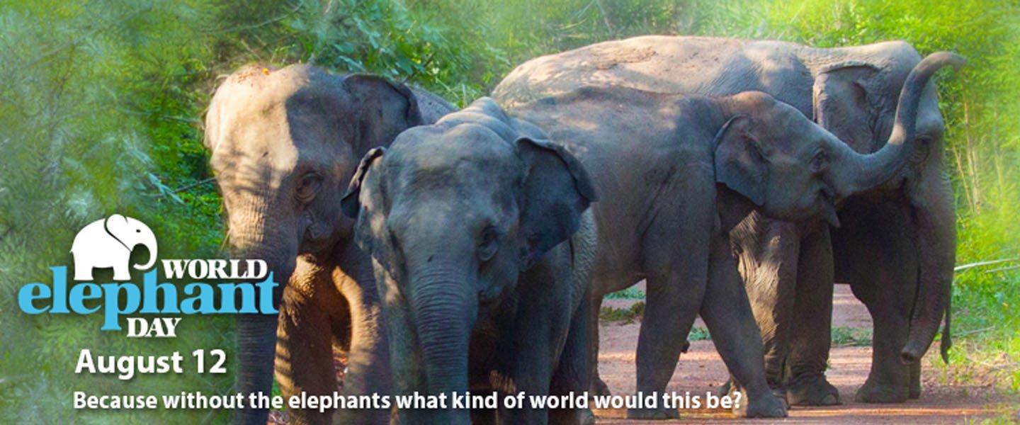 Gajah Makan Prasmanan di World Elephant Day