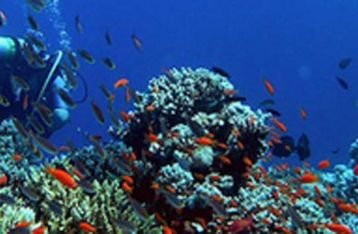 Mengintip Potensi Wisata Bawah Laut di Kepulauan Nusa Penida