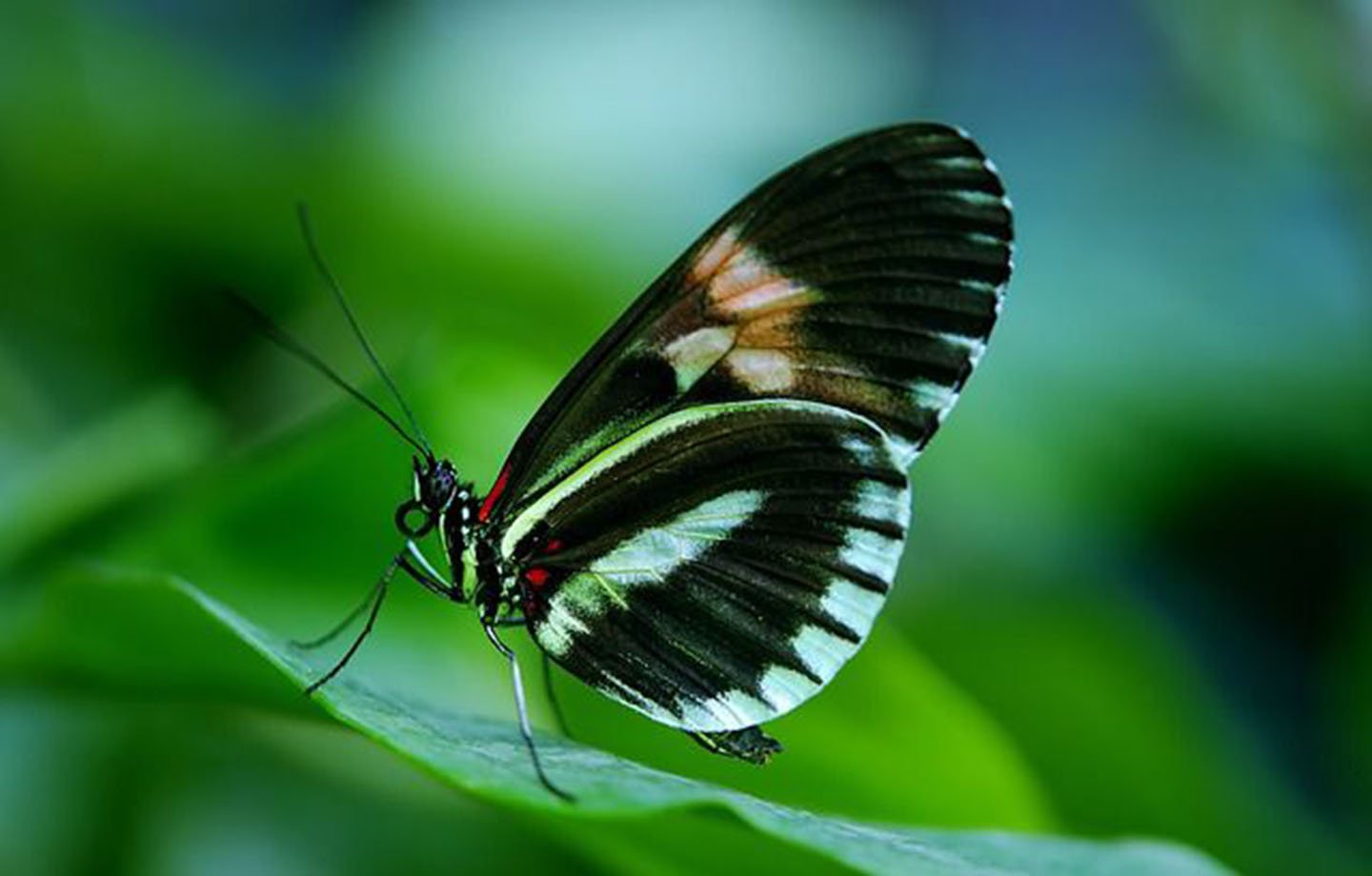 Taman Kupu-kupu Tabanan Bali Butterfly Park