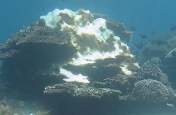 Coral Bleaching Dikhawatirkan Meluas di Bali