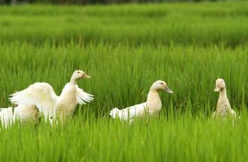 GIPI Bali dan  Pemerintah Diminta Kaji Data Kekuatan Destinasi