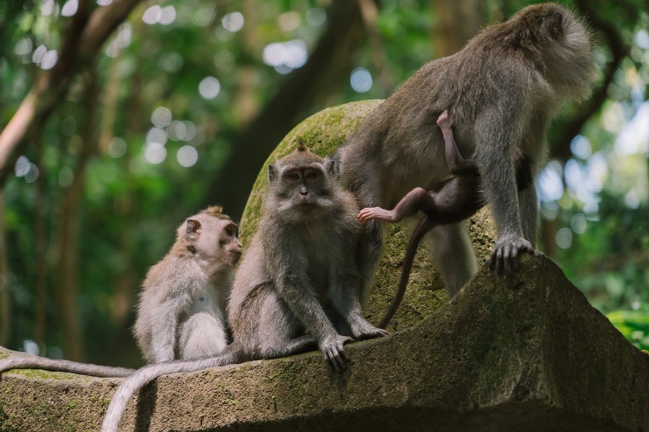 Wisatawan Kian Ramai Hotel Kembali Beroperasi, Ini Strategi Untuk Mendapatkan Potensi Kunjungan Lebih Banyak!